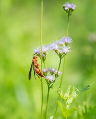 Red Paper Wasp (Polistes carolina) feeding on blue Mistflowers in the autumn garden. Natural green background with copy space.