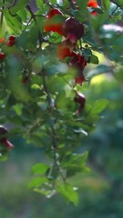 Wall Mural - Large pomegranates hang from pomegranate branches