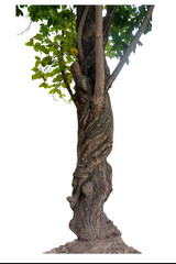 The trunk of the tree has vines growing up. The twisted vines are separated on a white background. A clipping path is included.