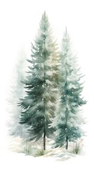 Winter watercolor illustration with fir trees on white background