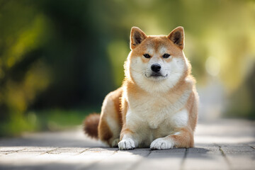 Wall Mural - shiba inu dog lying on a sidewalk in the park