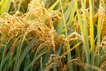 A field of golden rice with evening sun