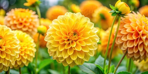 Canvas Print - Close-up of vibrant yellow dahlias with green leaves in a garden setting, dahlias, yellow, vibrant, flowers, garden, close-up