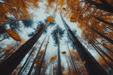 Poster - Majestic view of a forest in autumn with tall trees reaching skyward, surrounded by swirling orange leaves, capturing the essence of fall's golden hue.