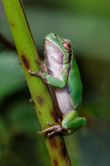 Wall Mural - european tree frog