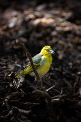  Female black-headed weaver bird, ploceus melanocephalus. This bird is perched on a branch close to the forest floor. Picked out by sunlight against a dark, autumn toned background.