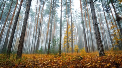 Wall Mural - Tall Trees in a Foggy Autumn Forest