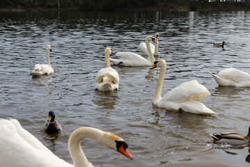 Wall Mural - white swans during their arrival in eastern Europe