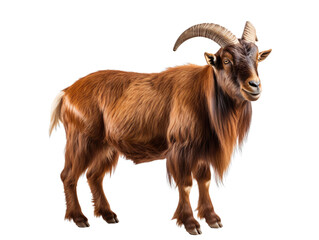 Wall Mural - a brown goat with horns isolated on transparent background