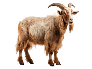 Wall Mural - a goat with long horns standing isolated on transparent background