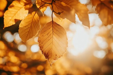 Poster - A single autumn leaf gracefully hangs as sunlight pierces through its edges, highlighting its intricate patterns and symbolizing nature's transition into cooler seasons.