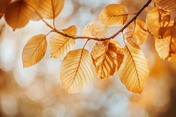 Poster - Autumn leaves elegantly capture the sun's glow, reflecting deep, warm hues. The scene encapsulates serenity and a sense of peaceful transition in nature.