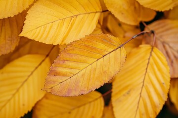 Poster - Golden leaves clustered on a tree branch, glowing in bright sunlight, capture the essence of autumn with their vivid tones and beautiful, crisp textures.