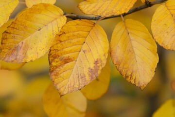 Close-up view of yellow leaves with brown spots, exhibiting distinct patterns and textures, representative of the natural decay seen during the autumn season.