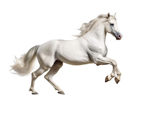 A white horse is galloping isolated on transparent background