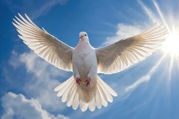 White Dove Soaring Against a Clear Blue Sky