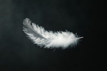 Poster - A beautifully delicate white feather isolated against a dark backdrop, symbolizing purity, lightness, and elegance in this stunning minimalistic composition.