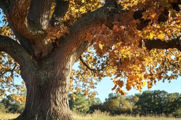 Aufkleber - A grand oak tree with thick branches displays golden autumn foliage, basking in the warm, glowing sunlight beneath a clear blue sky on a peaceful day.