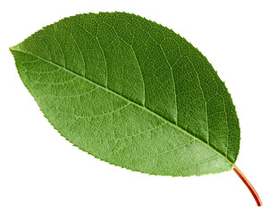 apple leaf, isolated on white background, full depth of field