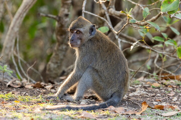 Monkeys in the nature, Island Nusa Penida, Indonesia, Southeast Asia. Monkeys in the nature near Kelingking Beach on the west coast of Island Nusa Penida, Indonesia.