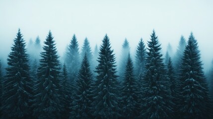 Canvas Print - Dense winter forest with tall snow-covered trees and a soft mist hanging in the air over a frozen landscape 