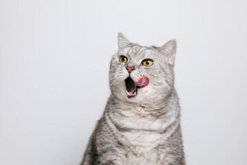 Tabby cat with open mouth and tongue out, beautiful cat lick his lips, white background with copy space