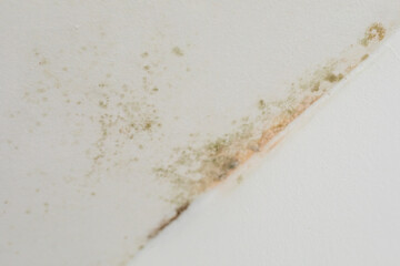 Poster - Mold Growth on Ceiling