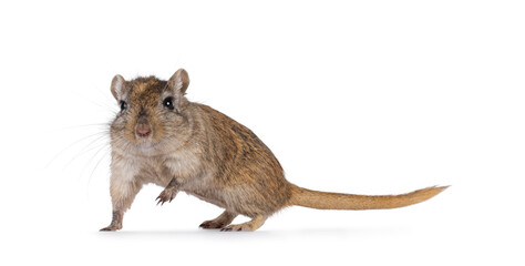Fototapete - Young adult golden Gerbil aka Meriones unguiculatus. Standing side ways. Looking straight to camera, showing both eyes. One paw lifted. Isolated on a white background.
