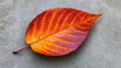 © Marcel - Close-up of a single autumn leaf with vibrant orange and red colors, gracefully displayed on a textured concrete background, embodying the essence of fall's beauty.
