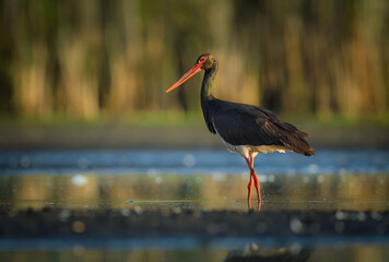 Wall Mural - black stork bird ( ciconia nigra )