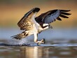 ©  Shahr Bano - mjestic osprey diving towrds the wter its shrp tlons redy to ctch  fish just beneth the surfce