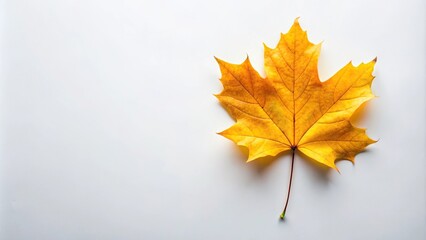 high angle view of yellow autumn maple leaf on white background