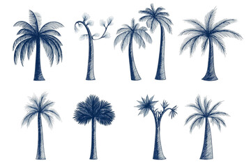 Poster - Set of nine different hand-drawn palm tree illustrations in blue ink, each with unique leaf and trunk designs, on a white background.