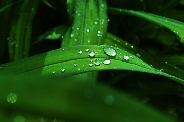 dew on a grass