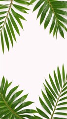 Close-up of green palm leaves against a white backdrop tropical foliage banner featuring clean copy space and an elegant palm tree corner element suitable for nature and botanical designs