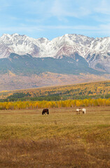Wall Mural - horses graze in yellowed meadow in tunka valley against backdrop of snow covered mountains of easter