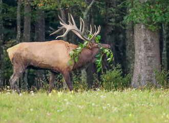 Wall Mural - Crowning Glory Elk Bull With Leaves on His Antlers for the Rut