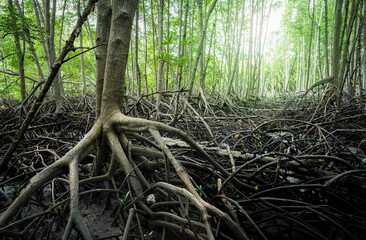 Wall Mural - mangrove forest. mangrove root system in tropical coastal wetlands. ecosystem preserving marine biod
