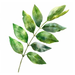 Poster - Watercolor Leaves Green, Branch painting leaf art isolated on white background 