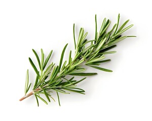 Poster - Fresh Rosemary Sprig on White Background with Copy Space