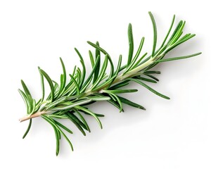 Sticker - Fresh Rosemary Sprig on Clean White Background with Copy Space