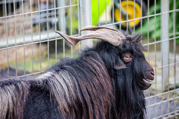 Pygmy goat is a small, hardy breed of domestic goat known for its friendly and playful nature. Originating from West Africa, they were first brought to the U.S. and Europe as pets and zoo animals.