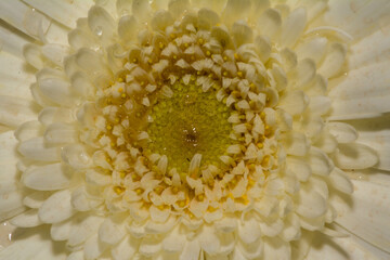 Closeup of a beautiful flower