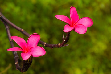 Closeup of a beautiful flower