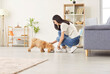 © Studio Romantic - Young kind woman feeding adopted dog, happy girl in care of small puppy at home to express care, feel love, enjoy time together having fun with small pedigreed dog in new modern living room