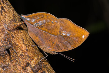 Oak Leaf Butterfly on a leaf