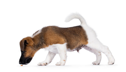 Poster - Cute white with brown Smooth Fox Terrier dog pup, standing side ways. sniffing candy food on the floor. Looking to floor away from camera. Isolated on a white background.