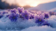 A bed of frozen violets in a snowy meadow, their vibrant purple petals contrasting against the white frost