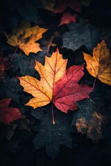 Poster - The background is a colorful image of autumn maple leaves close up on a multicolored autumn backdrop.