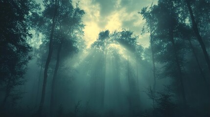 Canvas Print - Enchanted Forest: Sunbeams Through Mist